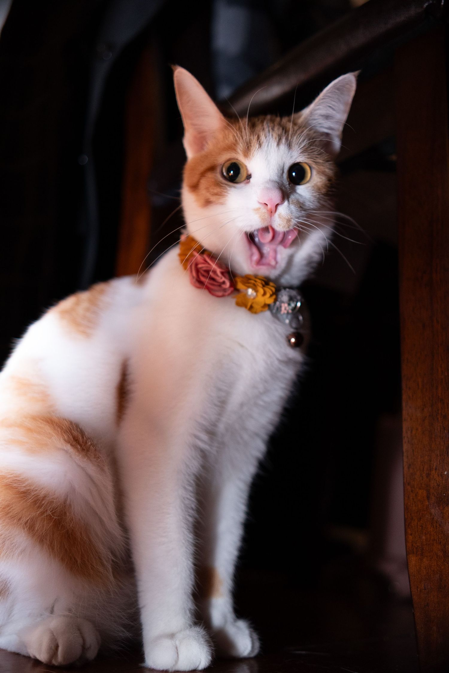 Energetic orange and white cat with open mouth wearing a floral collar sits on dark surface.