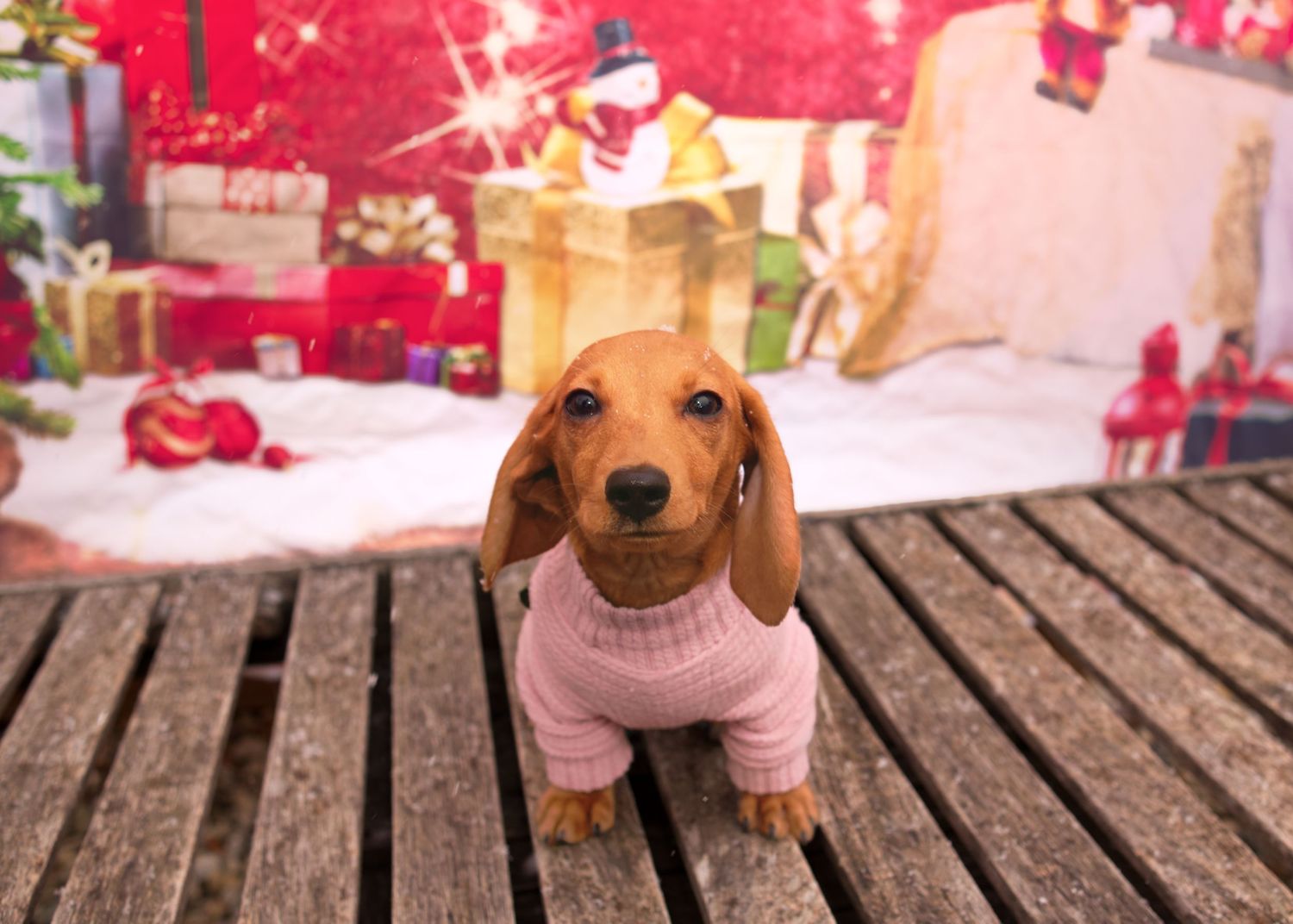 Adorable miniature dachshund puppy wearing pink sweater sitting on wooden bench with Christmas gift backdrop.