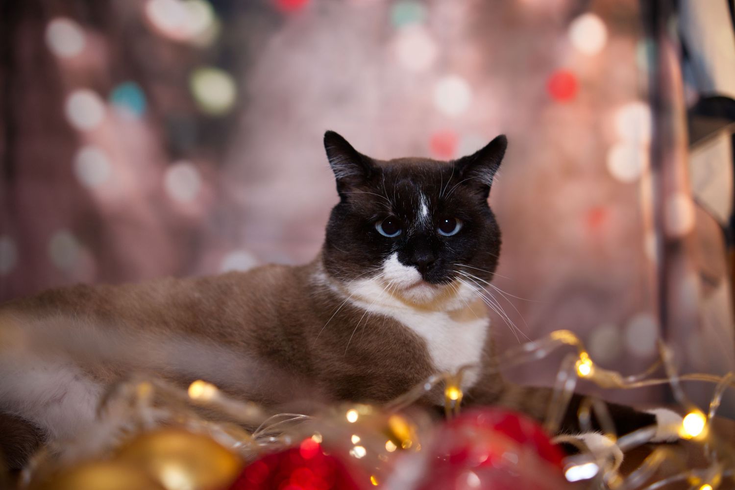 Elegant Siamese cat with blue eyes reclines among colorful Christmas ornaments and twinkling lights.