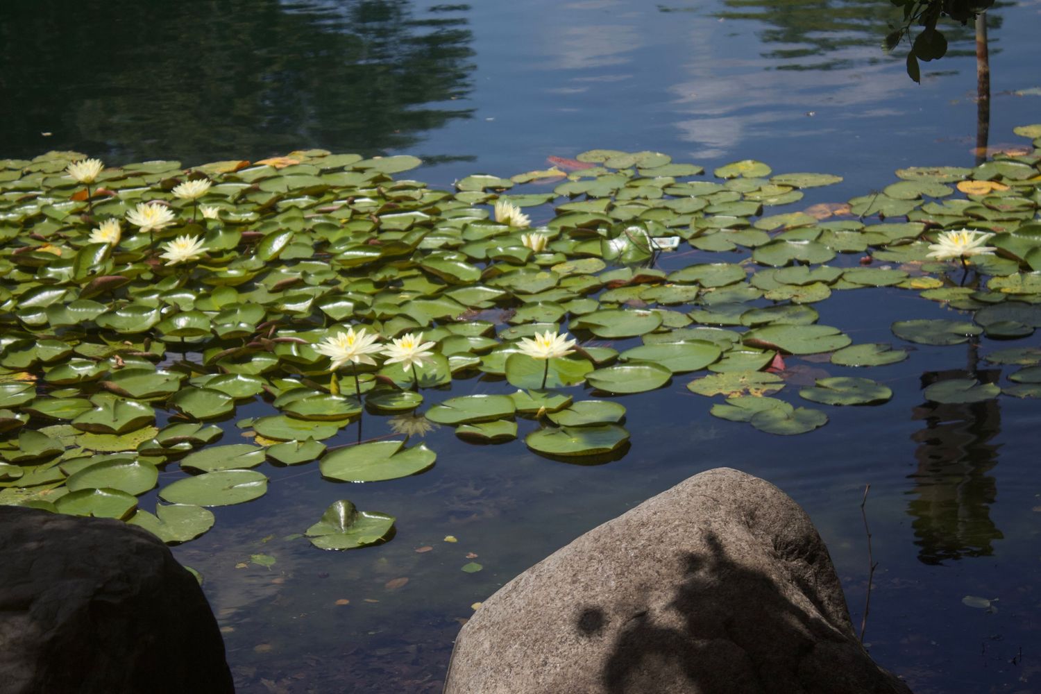 White water lily flowers blooming among green lily pads on a calm blue pond.