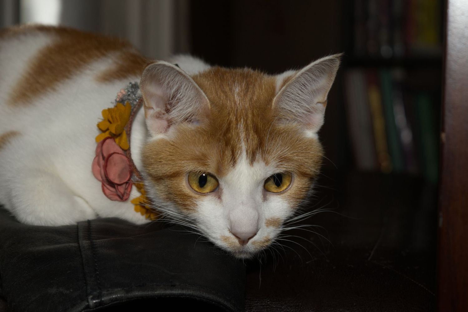 An orange and white cat wearing a floral collar resting on a black leather surface indoors.