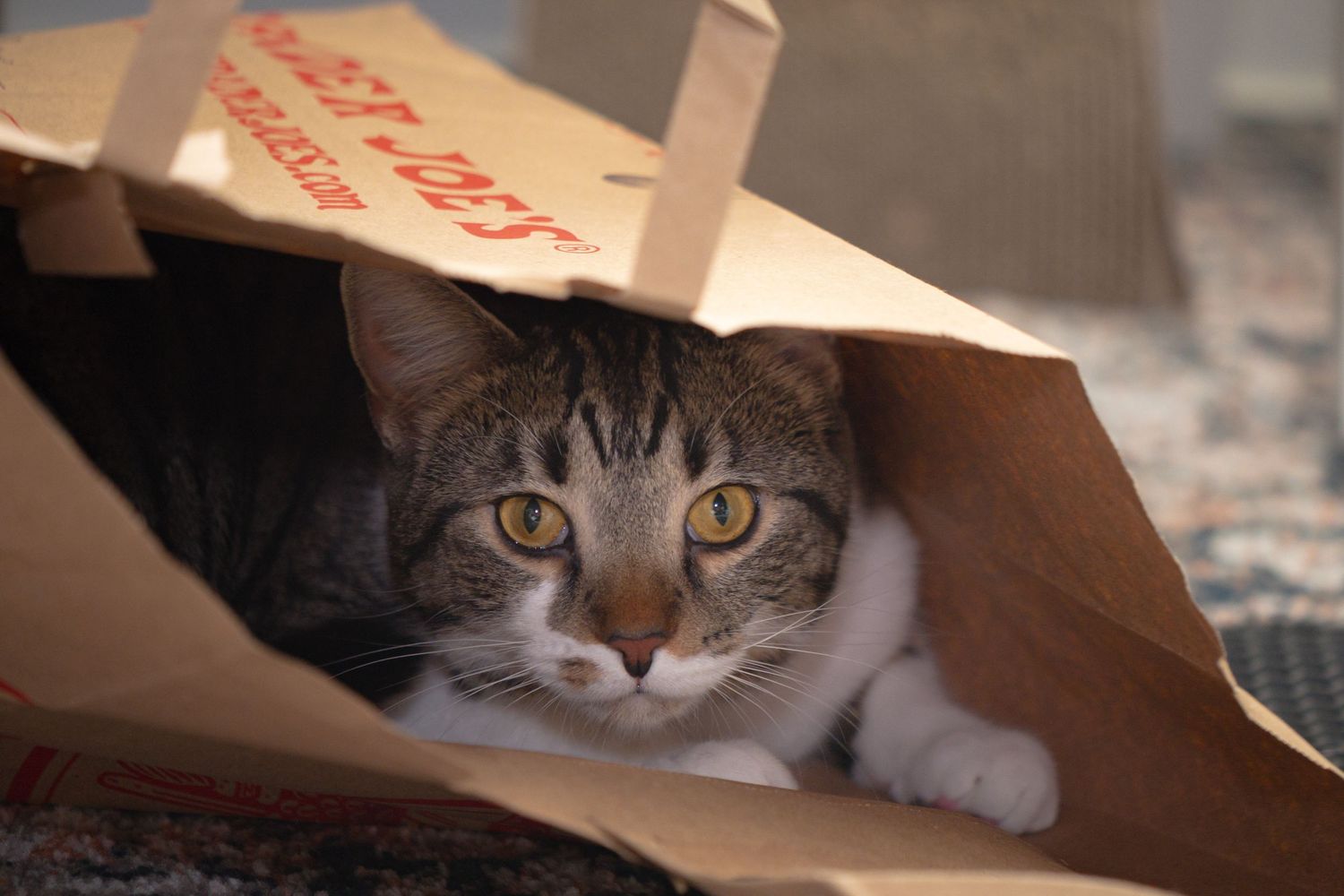 Curious tabby cat with yellow eyes peeking out from inside a brown paper shopping bag.