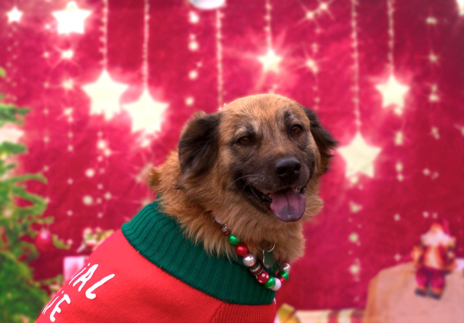 Happy golden-brown dog wearing red Christmas sweater and jingle bell collar posing in front of festive backdrop.