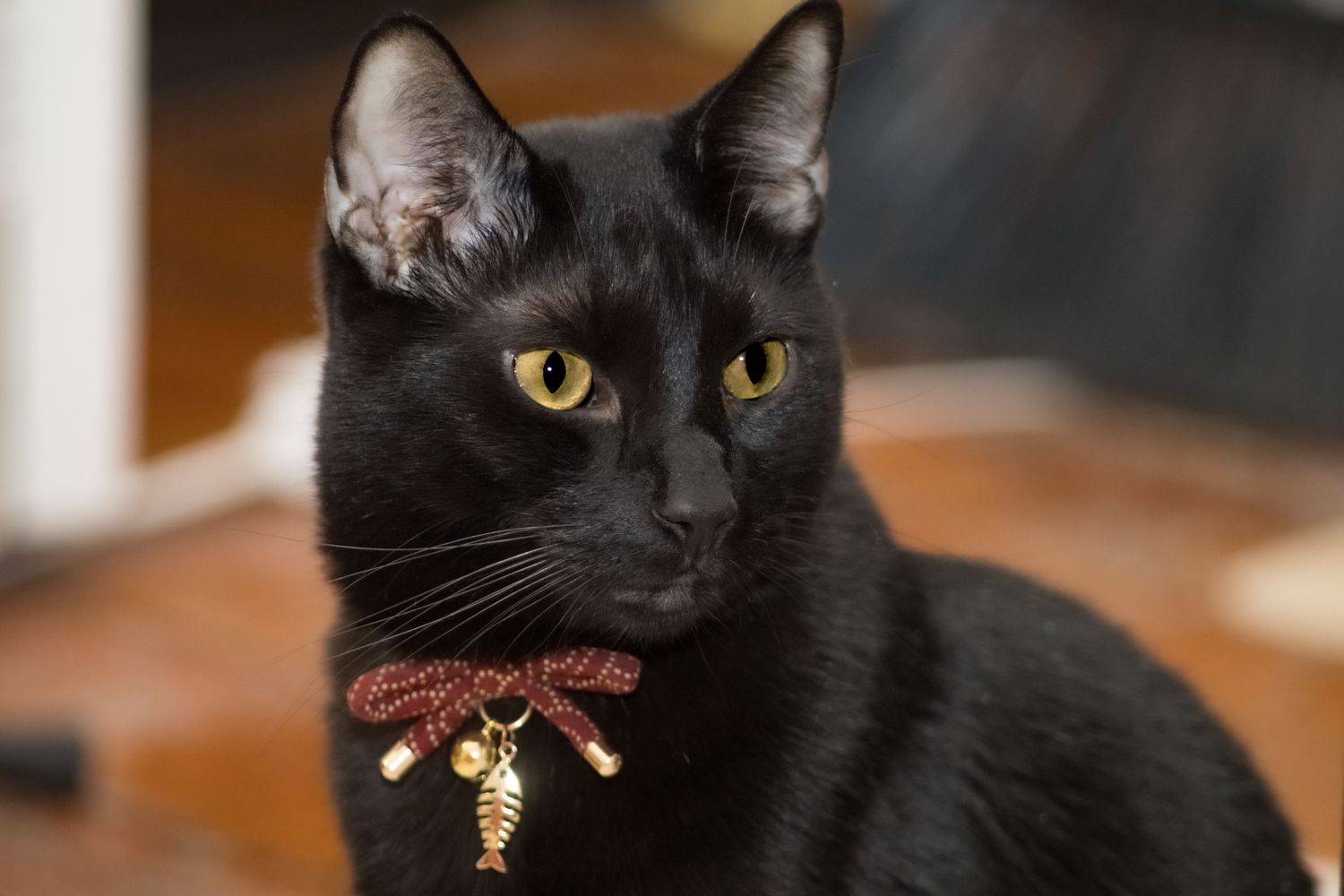 A black cat with golden eyes wearing a decorative red bow collar with a fish charm pendant.