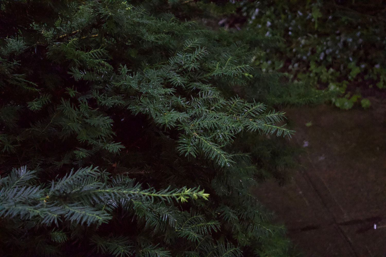 Close-up of dark green conifer branches with soft needle clusters in a garden setting.