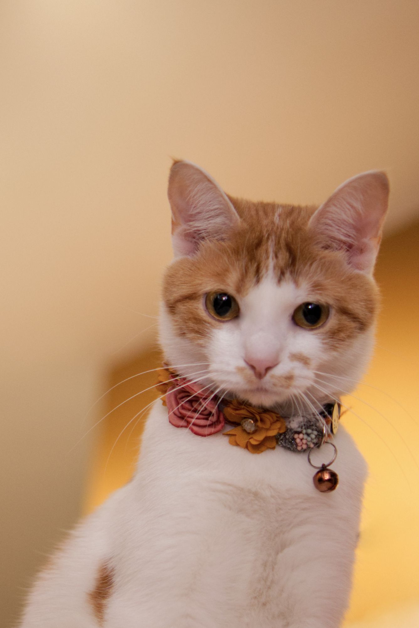 Orange and white cat wearing a decorative floral collar with a bell, on yellow background.