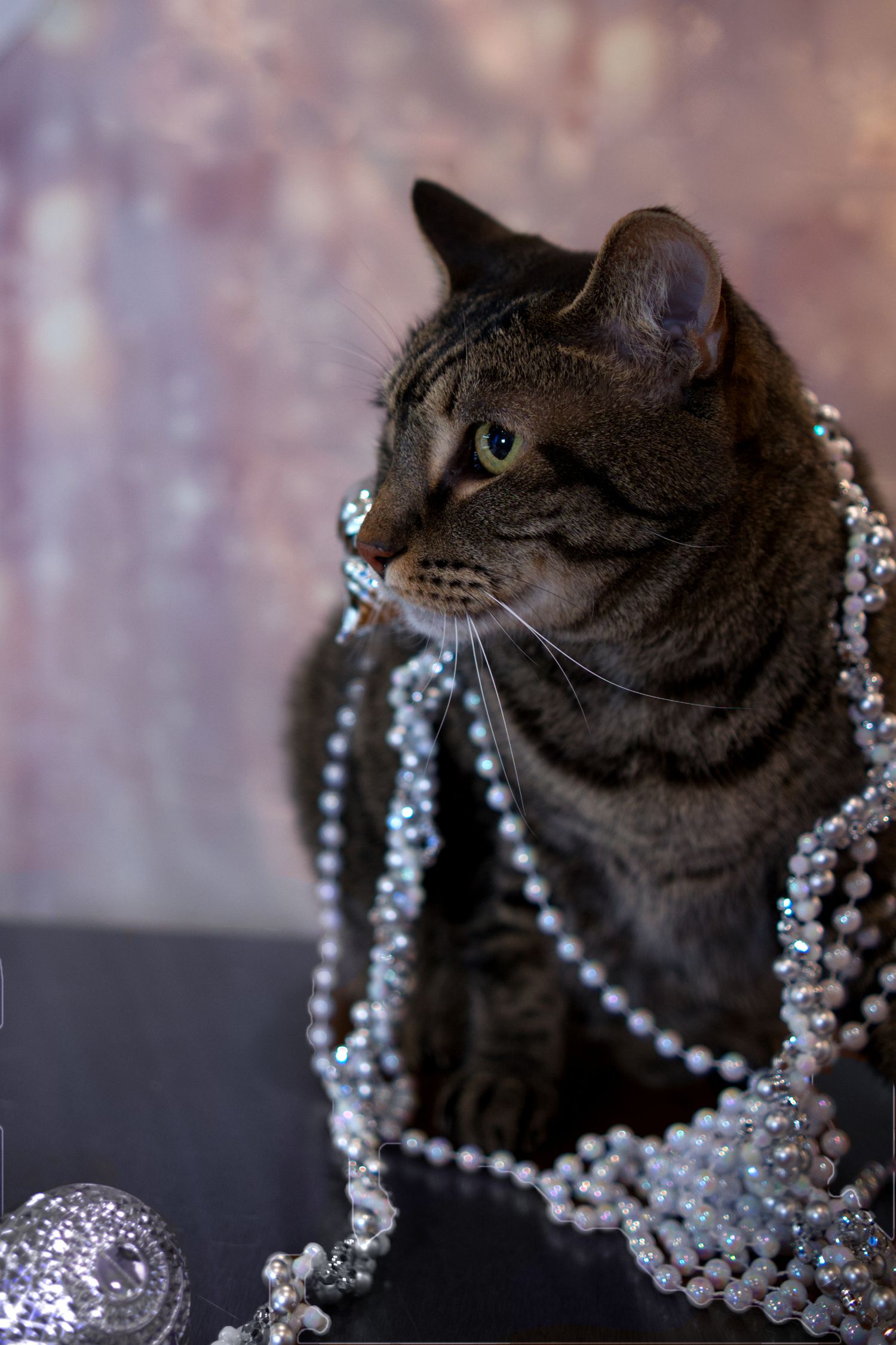 A tabby cat sitting elegantly surrounded by sparkling silver beaded necklaces and ornaments.