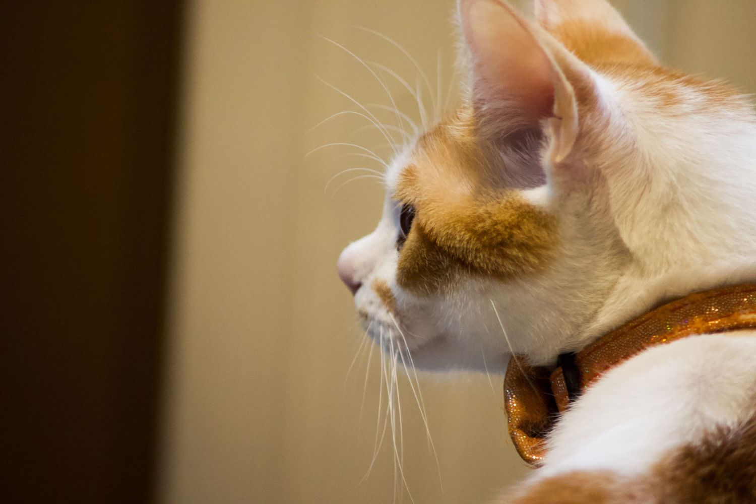 Close-up profile of an orange and white cat wearing a brown collar, with long white whiskers.