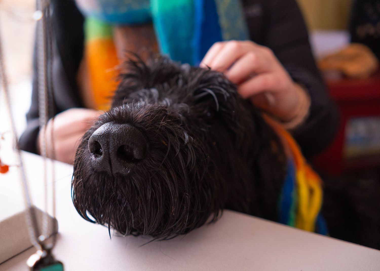 Close-up of a black Scottish Terrier being groomed with a colorful rainbow leash visible in the background.