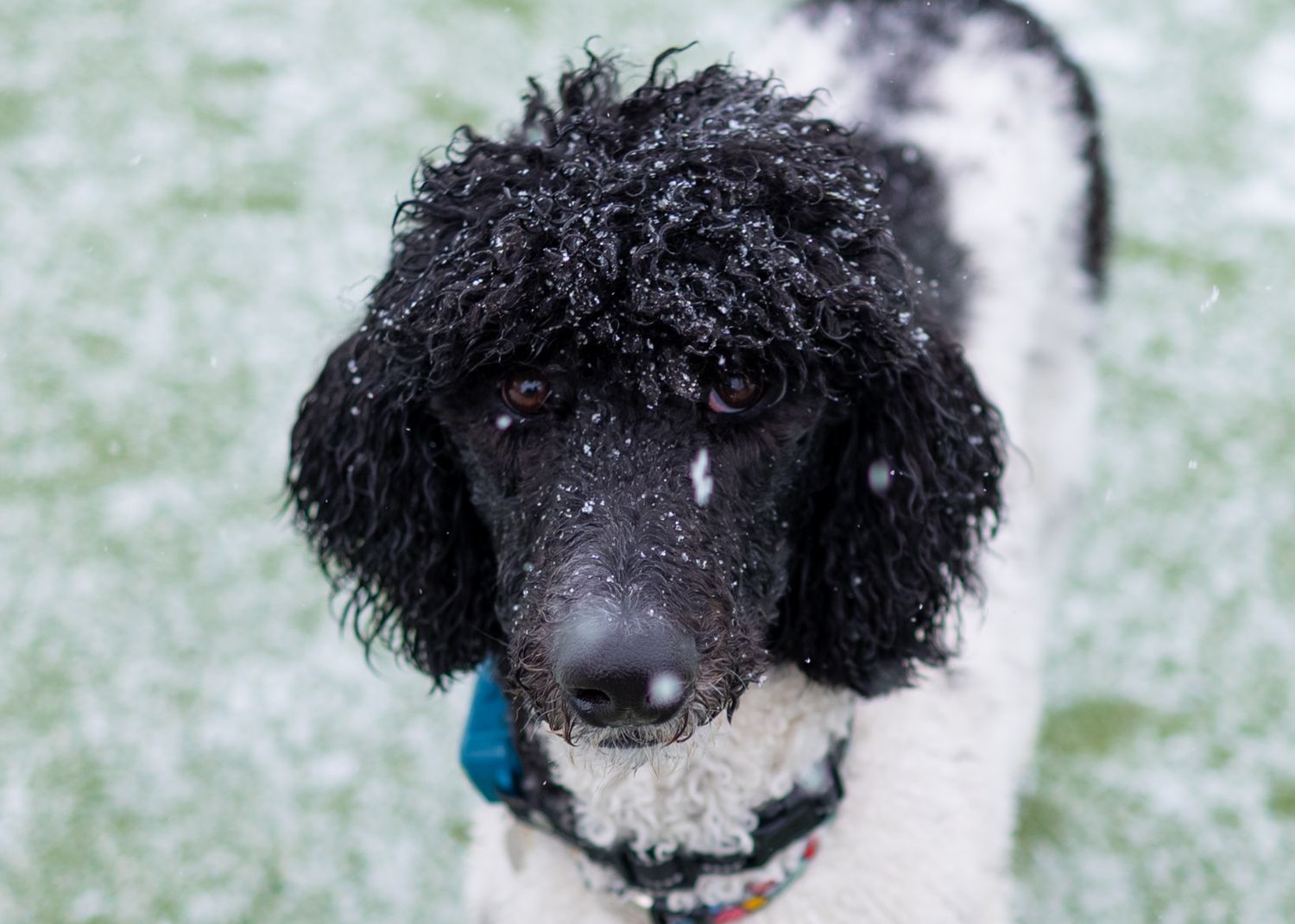 A black and white standard poodle with curly fur dusted with snowflakes outdoors.
