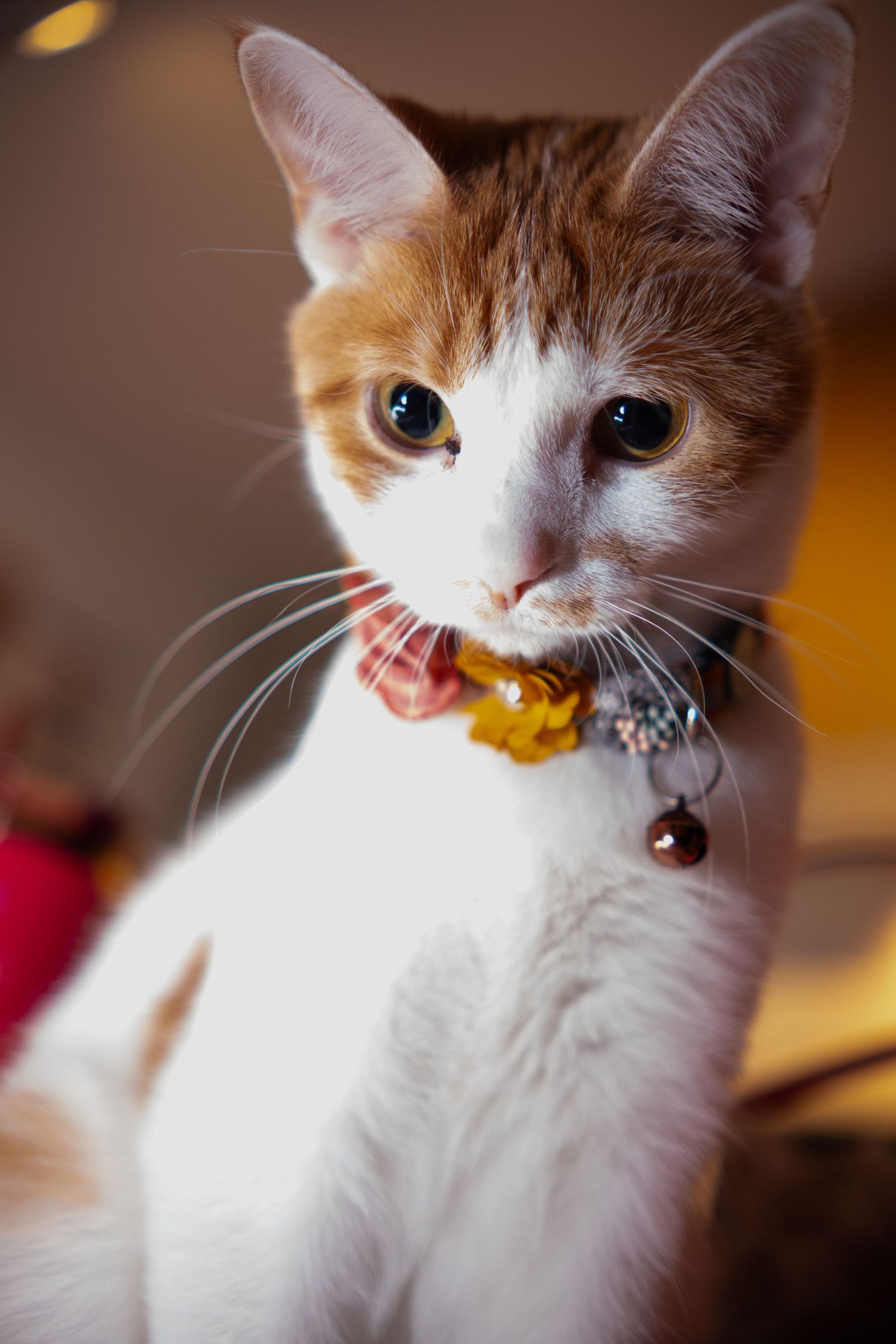 Orange and white kitten wearing a decorative floral collar with bell looks curiously at camera.