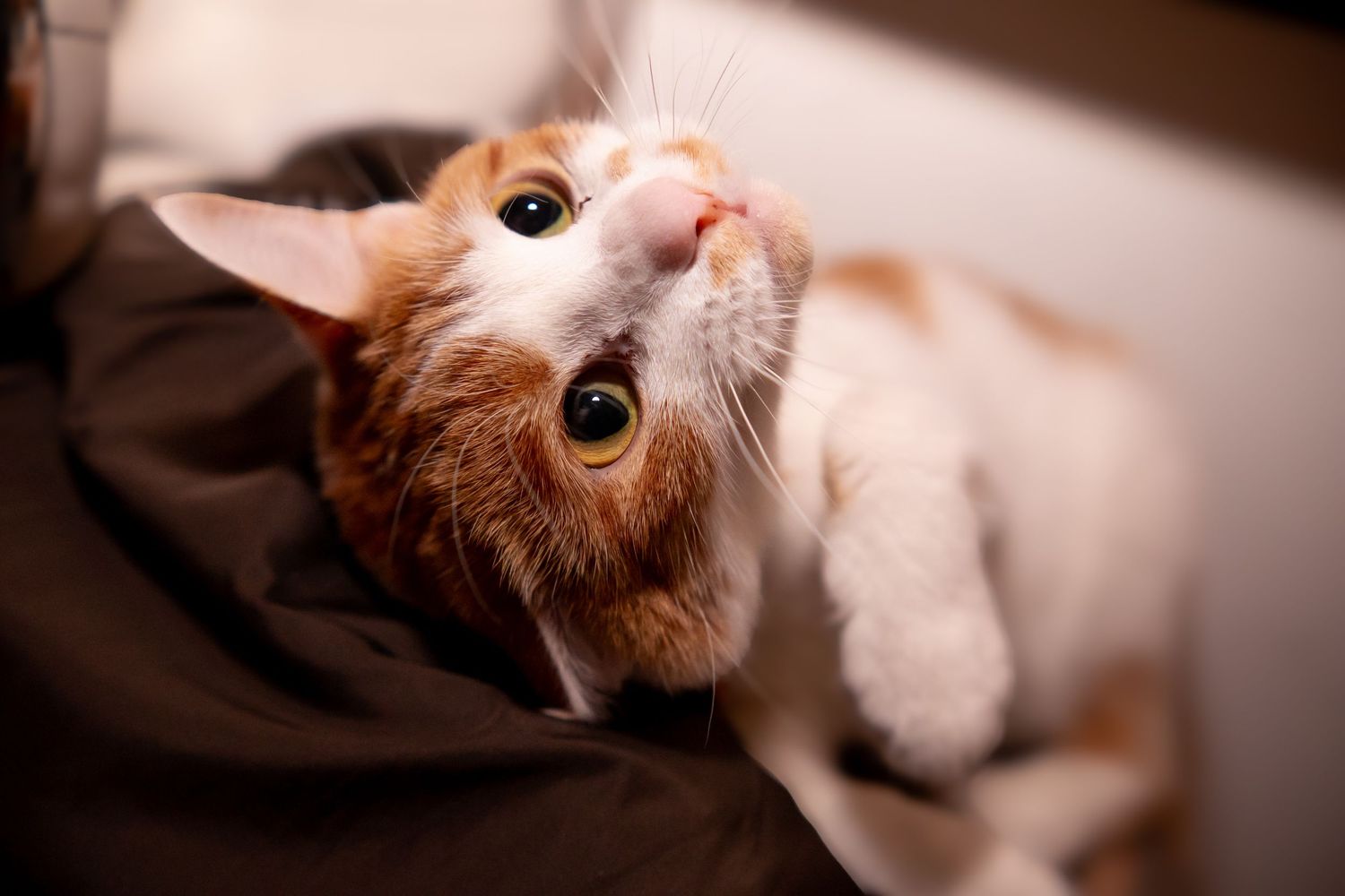 Curious orange and white tabby kitten looking up with wide eyes from a dark blanket.