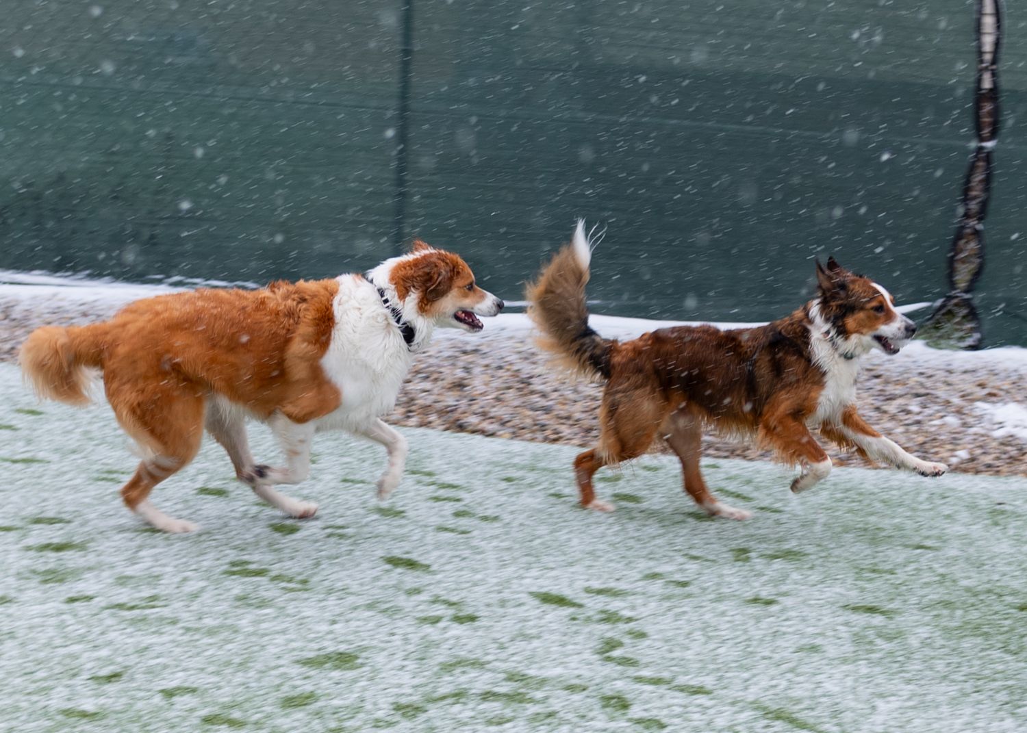 Two brown and white Border Collies running and playing together in light snow outdoors.
