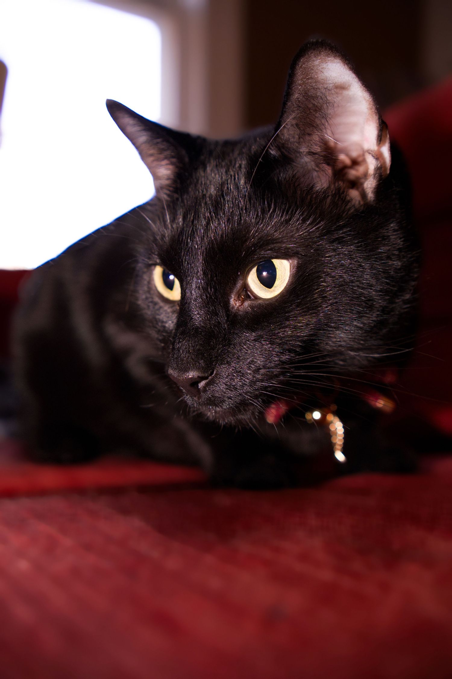 Alert black cat with yellow eyes wearing a collar, lying on a red surface indoors.