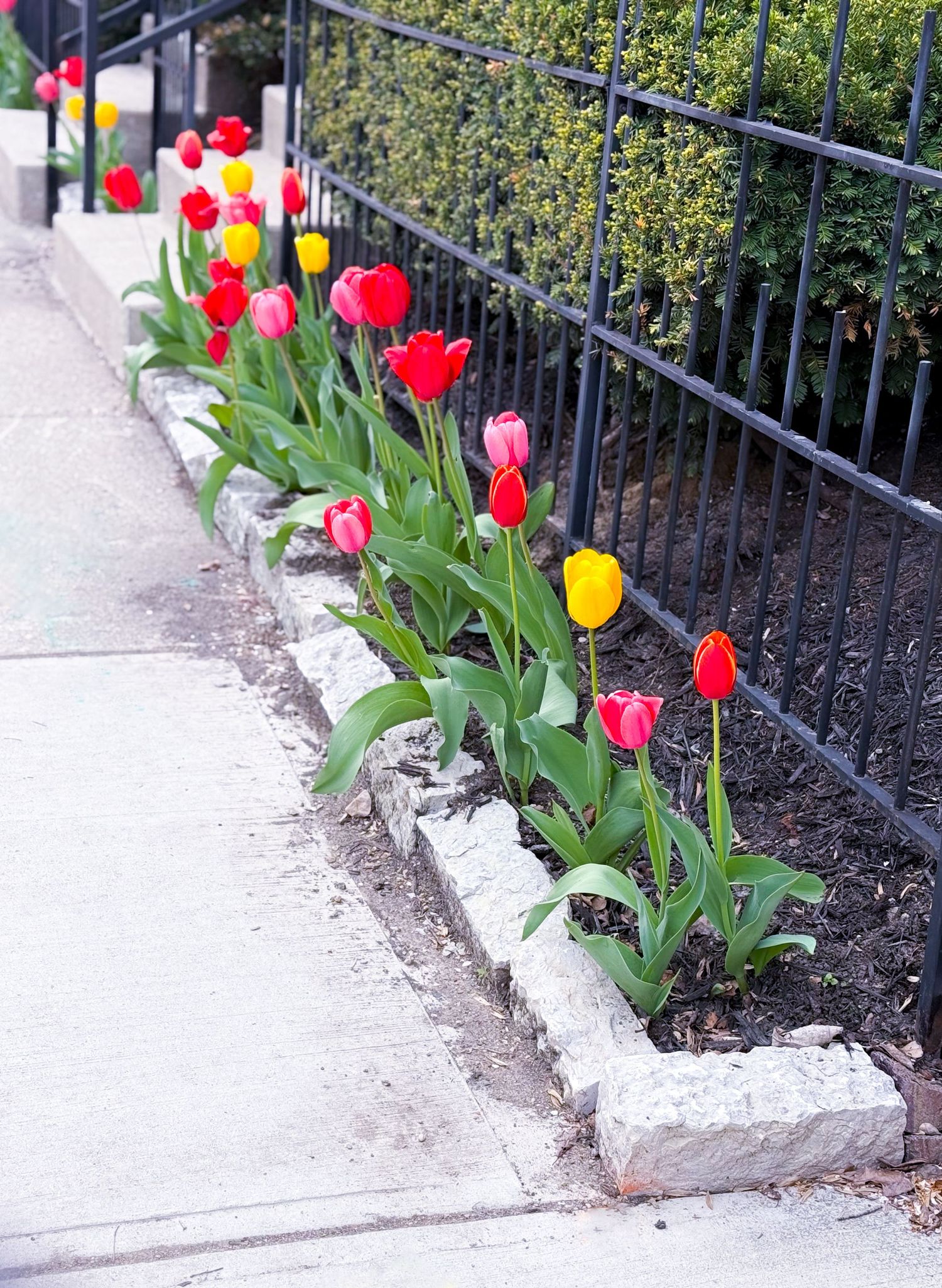 Colorful red and yellow tulips bloom in a stone-bordered garden bed along an urban iron fence sidewalk.