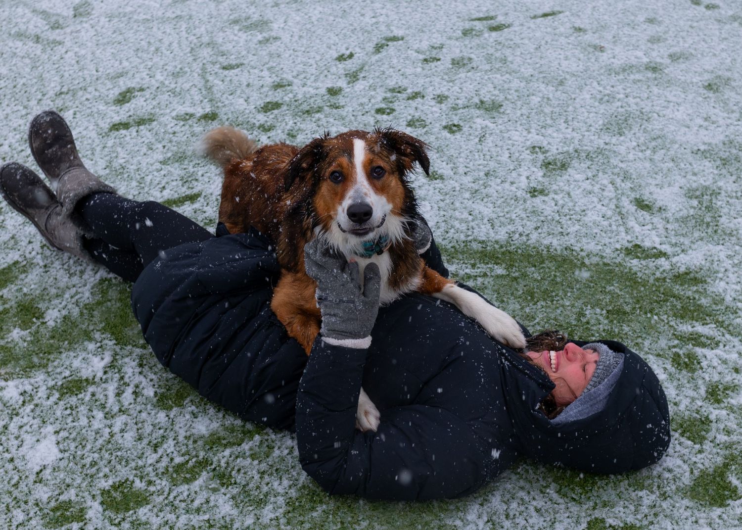 Brown Australian Shepherd dog sitting on a person lying in the snow during a snowfall.