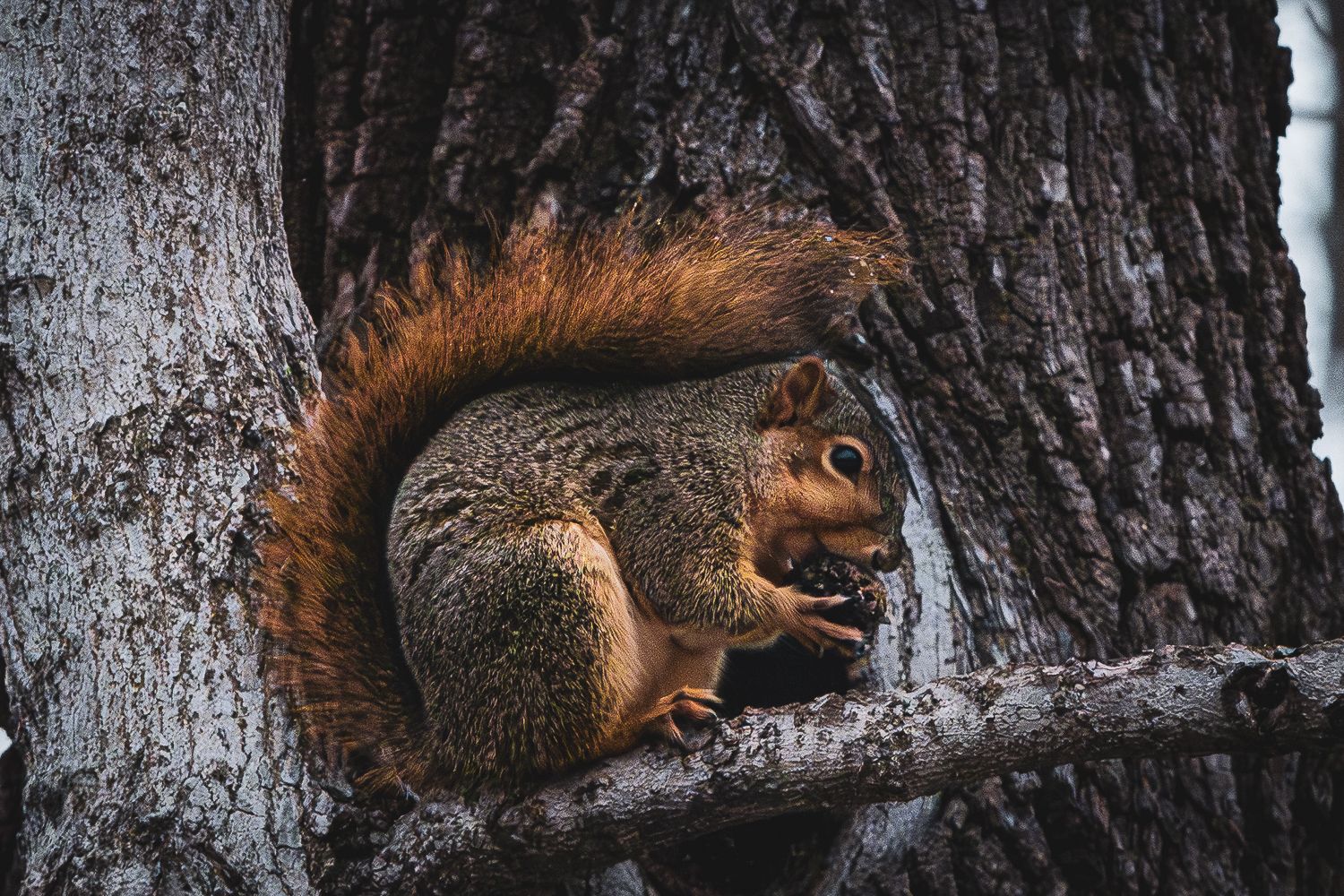 A red squirrel with fluffy tail perches on a tree trunk eating a nut.