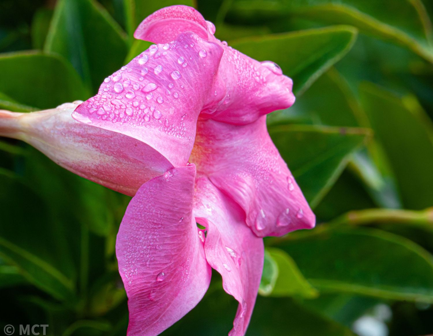 Close-up of a dewy pink lily flower with water droplets on its petals.