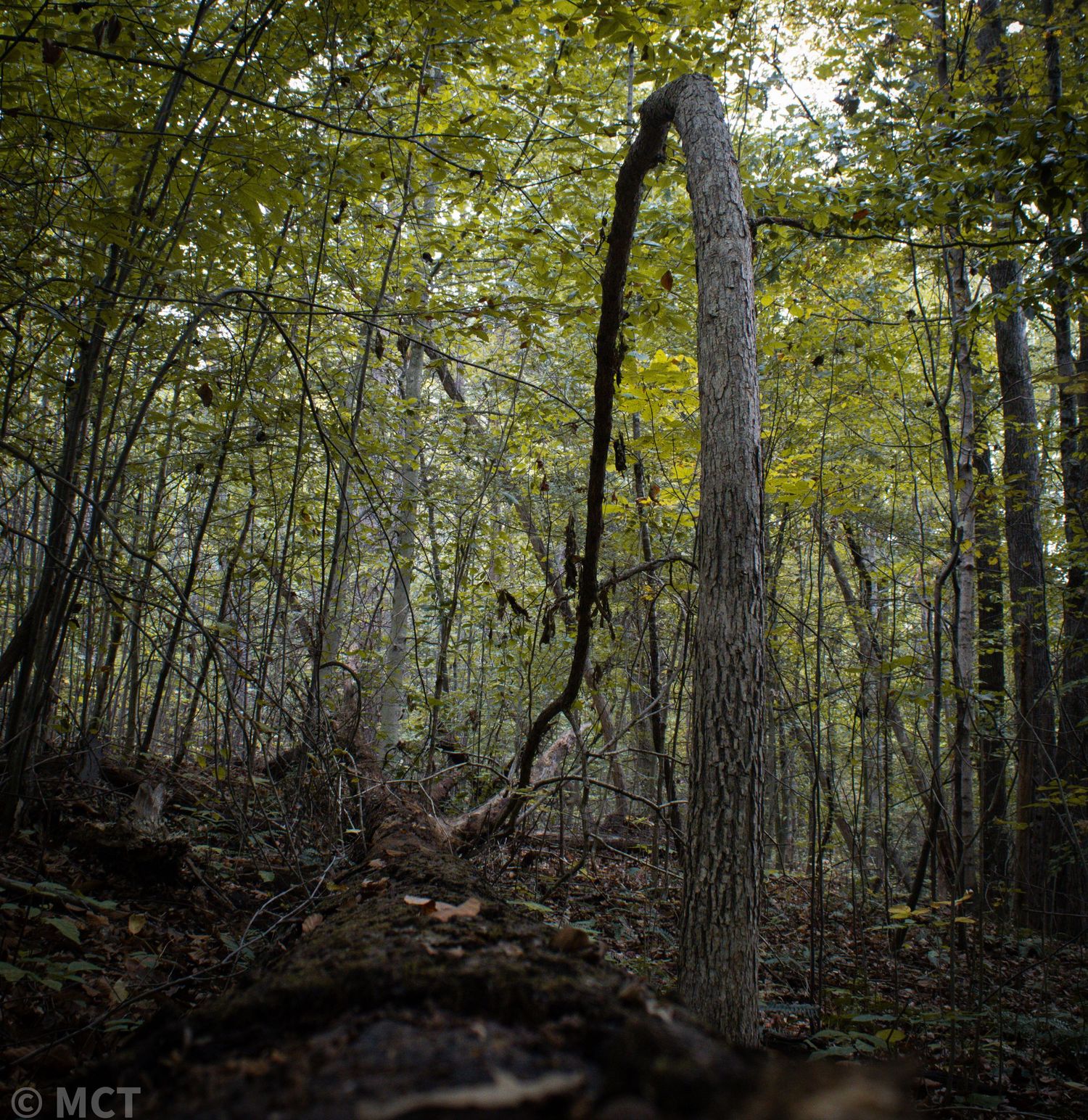 A curved dead tree creates an arch in a misty green forest.