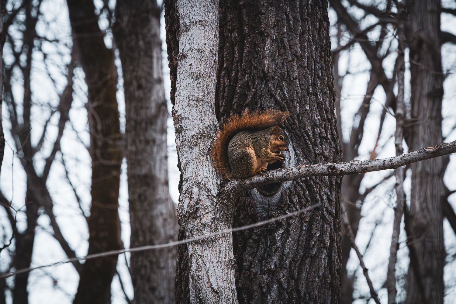 A red squirrel sits alertly on a tree branch in a winter forest.