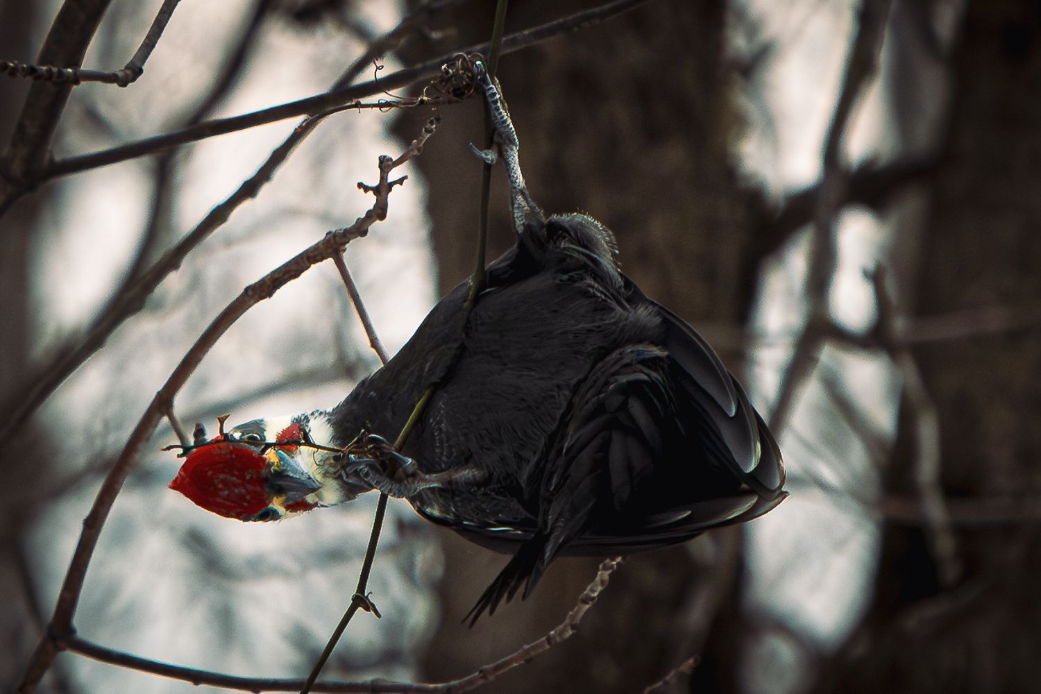 A dark bird holds a bright red berry while resting on a winter branch.