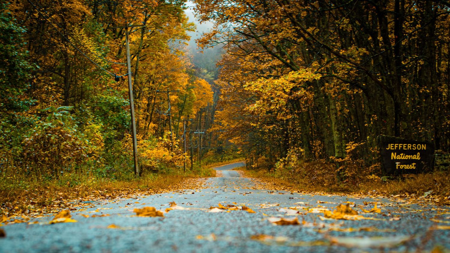 An autumn forest path covered in golden leaves leads into the distance.
