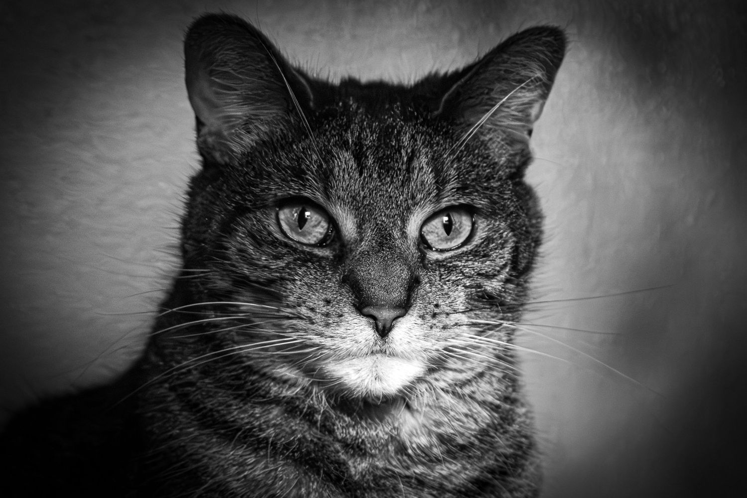 Black and white portrait of a tabby cat with intense eyes.