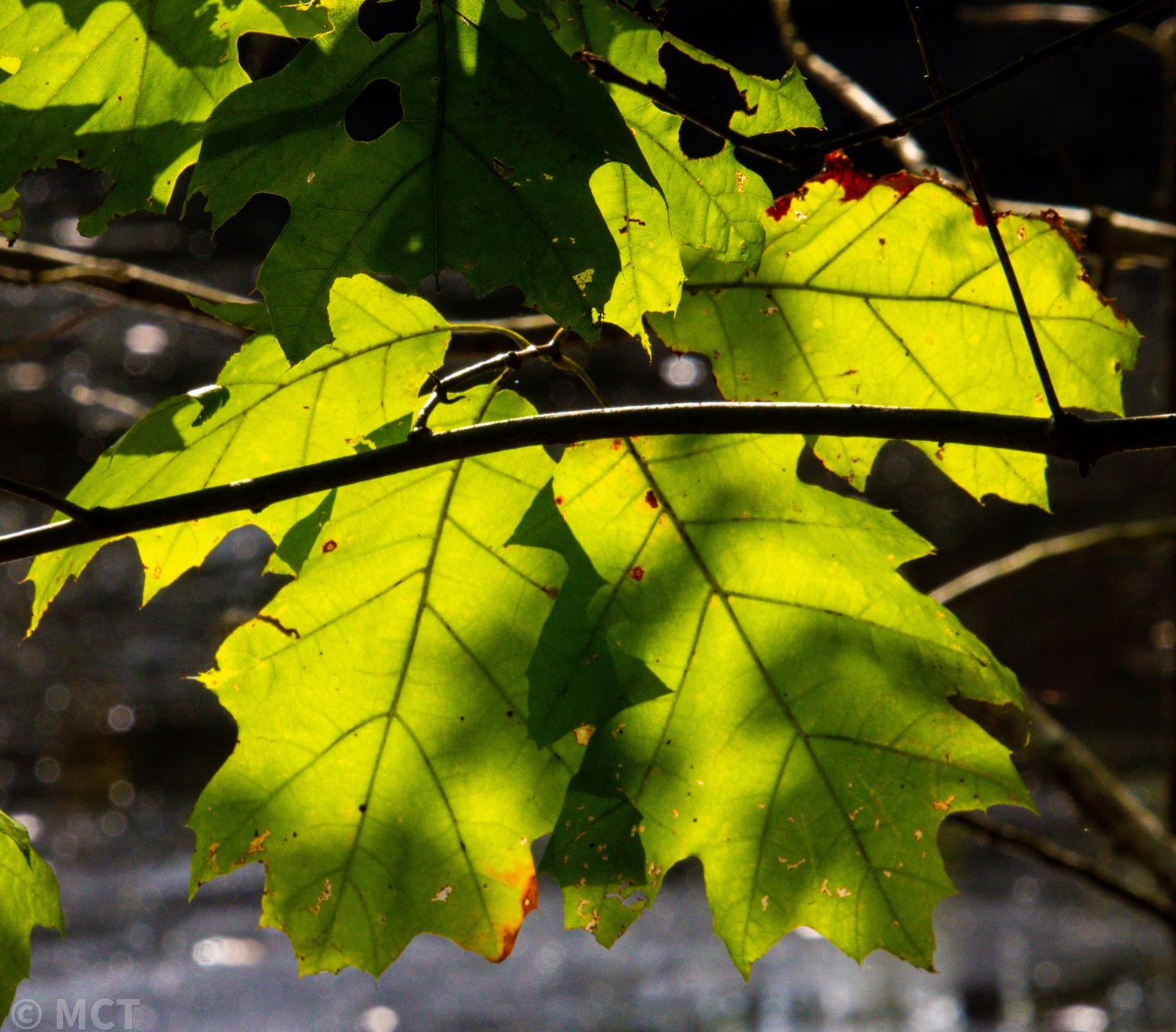 Sunlit oak leaves glow bright green with detailed veins visible through the foliage.