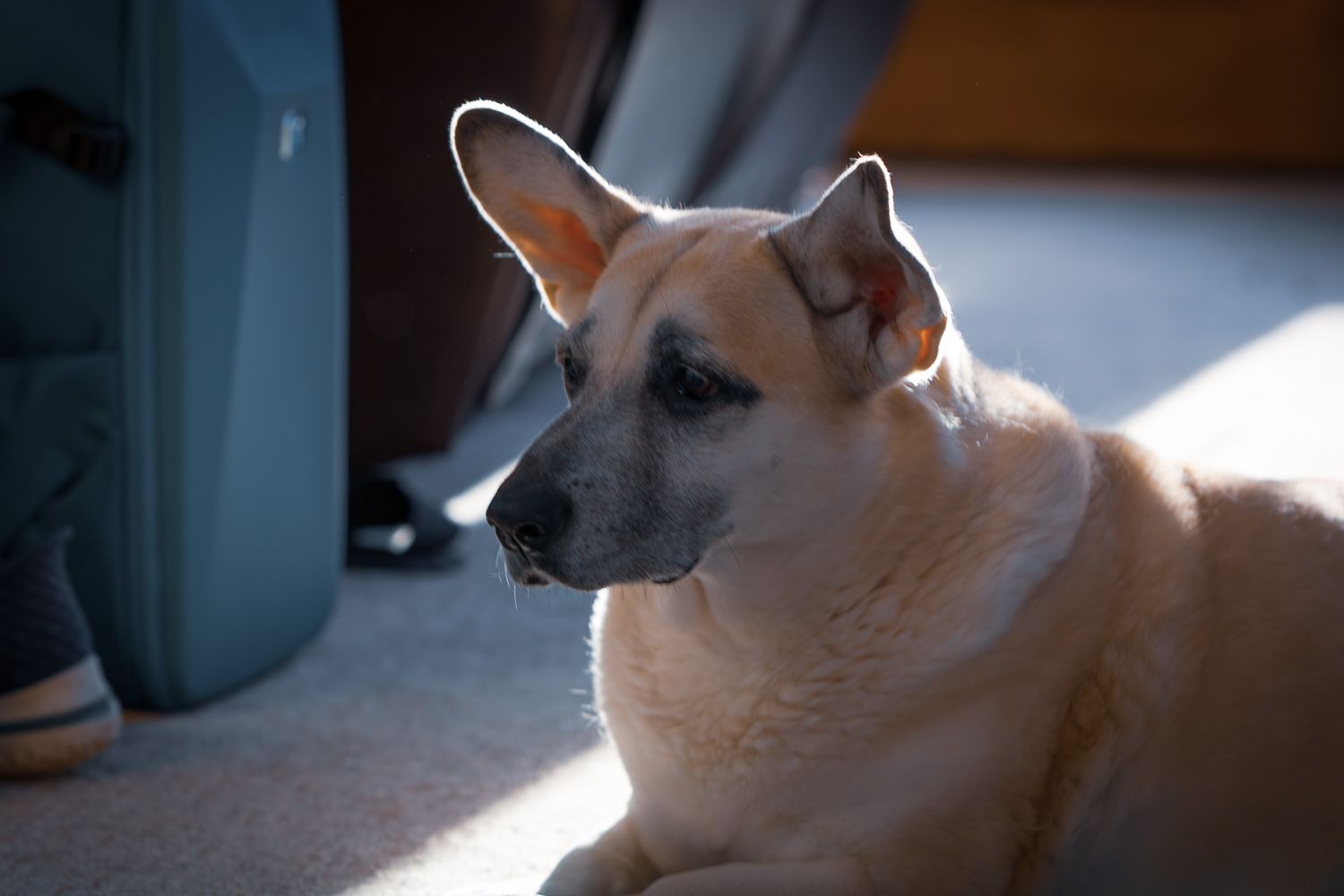 Light-colored dog resting in a sunlit room.