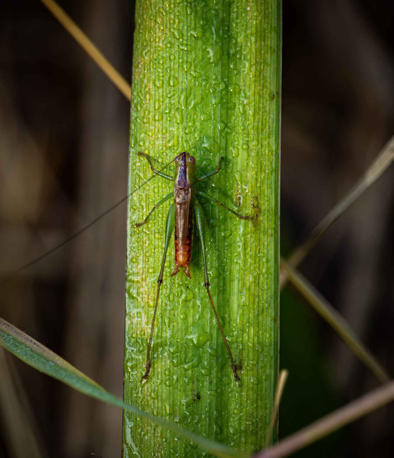 A brown cricket rests on a dewy green bamboo stalk in closeup.