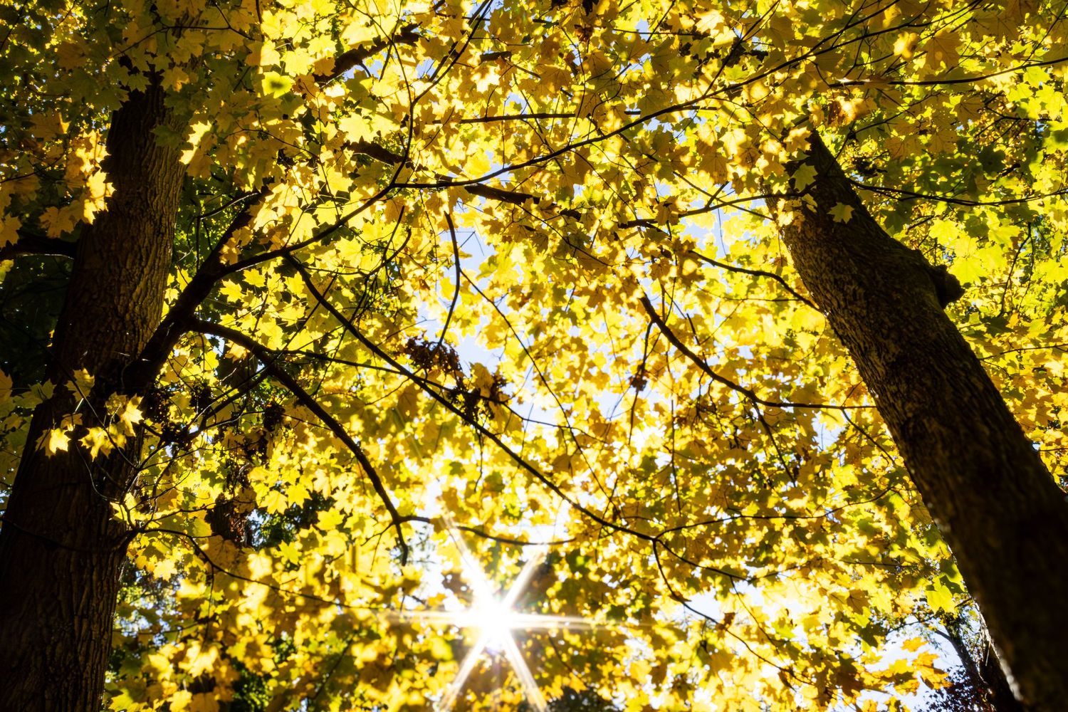 Sunlit autumn tree canopy with golden yellow leaves and streaming sunlight creating a natural glowing effect.