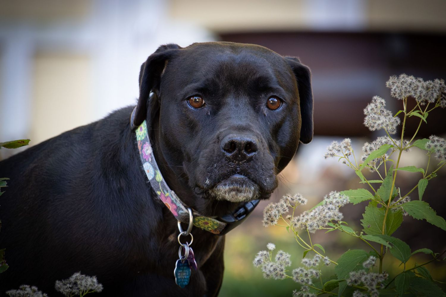 A black dog with expressive eyes sits among delicate white flowers in a garden.