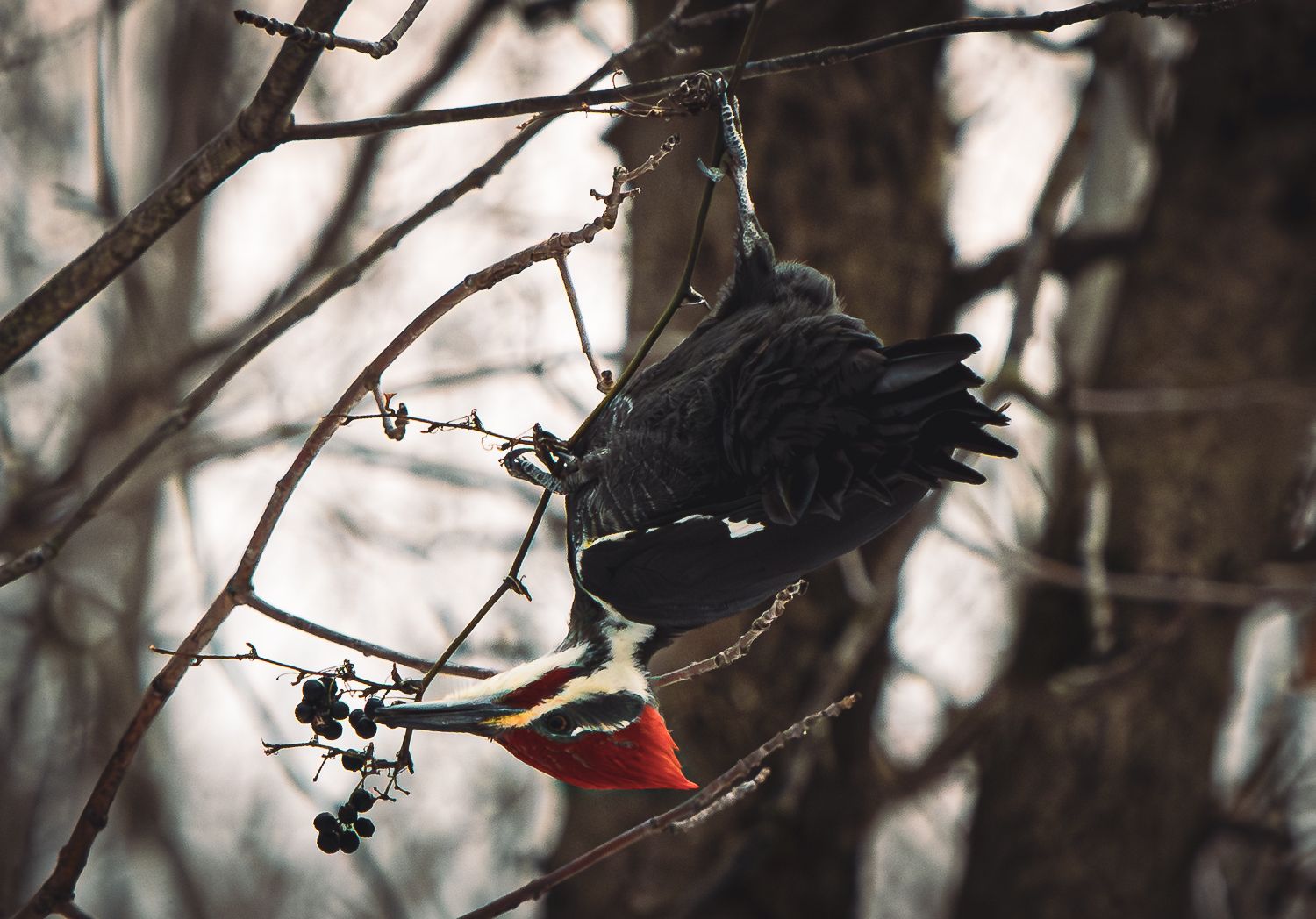 A black bird perched on a branch with a red berry in its beak.
