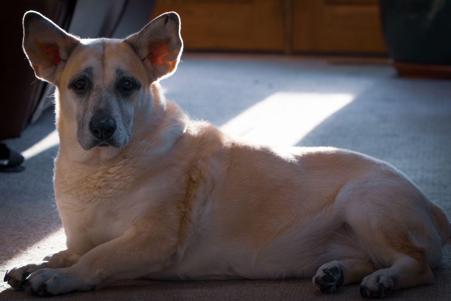 Cream-colored dog lying down in a patch of sunlight on the floor.