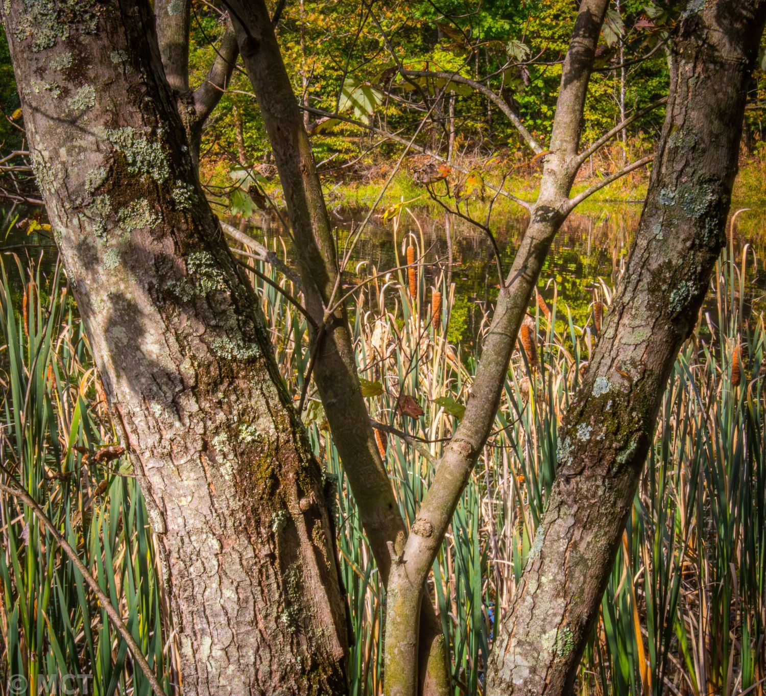 Birch trees with white bark stand among tall reeds in natural wetland setting.