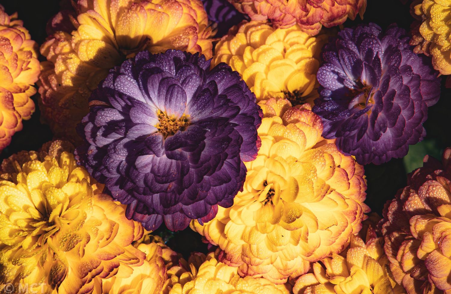 Contrasting purple and yellow dahlia flowers in full bloom.