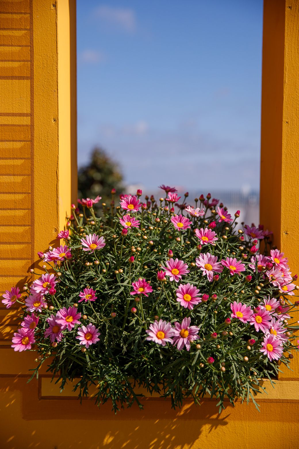 Pink daisies blooming in yellow wooden window box against blue sky.
