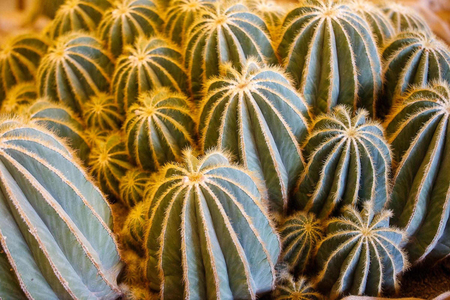 Close-up view of barrel cactus plants with distinctive ribbed patterns.