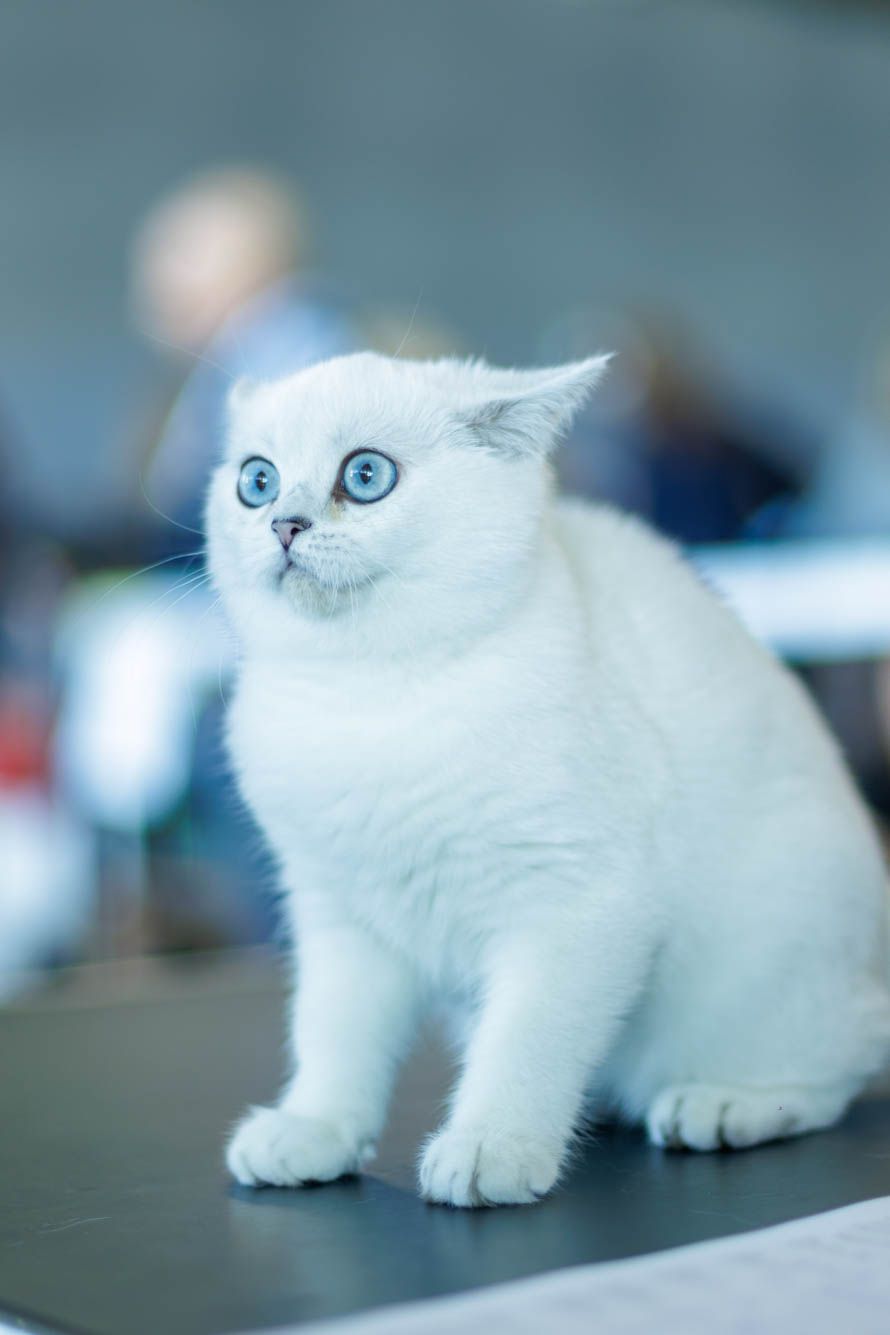 White Persian cat with bright blue eyes sitting alertly on dark surface.