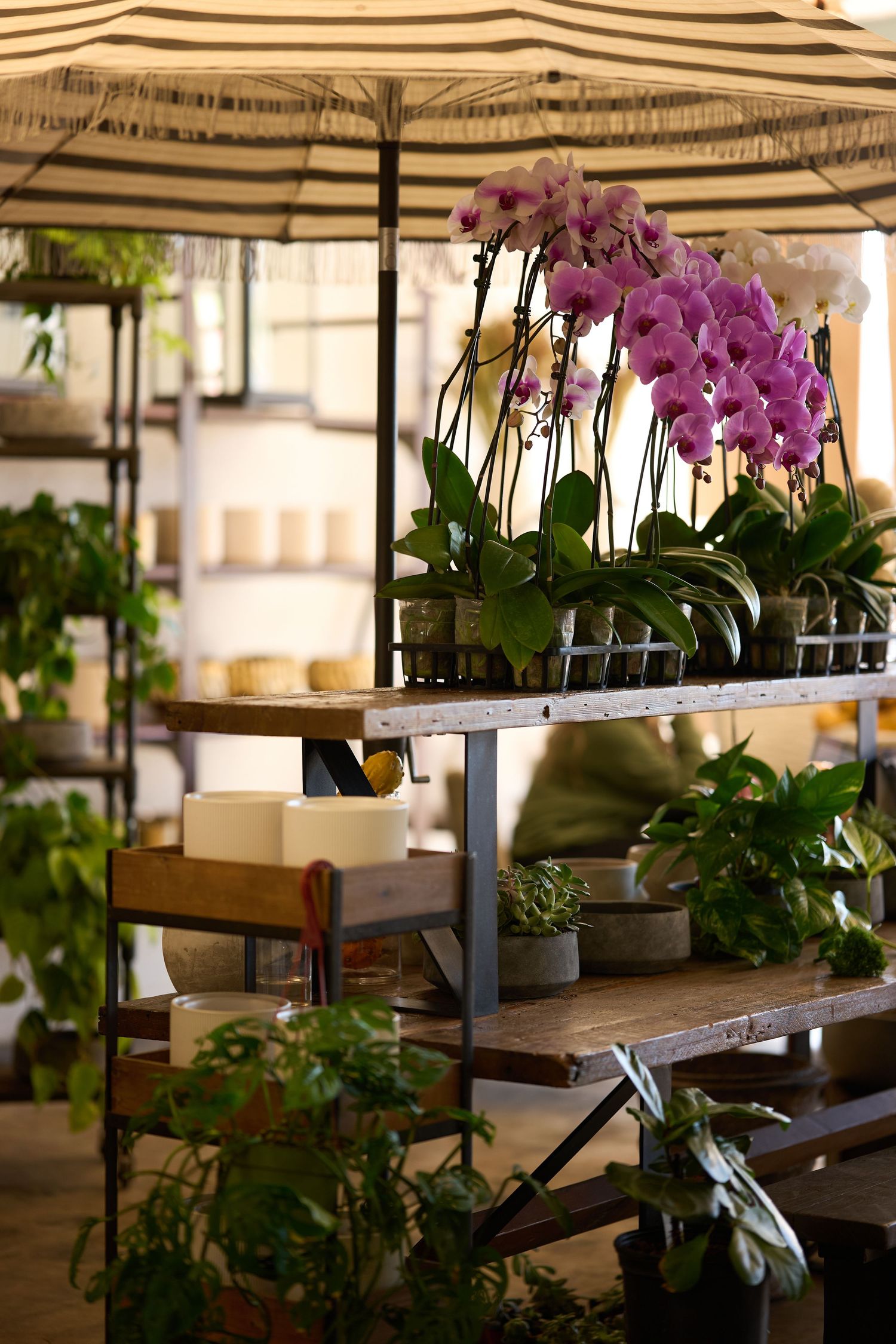 Beautiful purple orchids displayed on industrial shelving under a striped umbrella in a garden center or nursery setting.