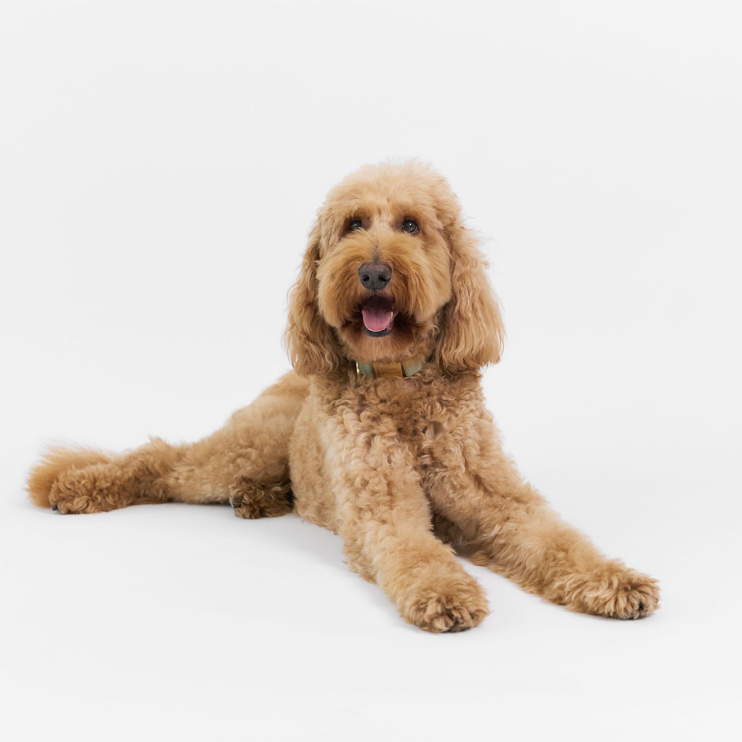 A fluffy golden Goldendoodle dog lying down with tongue out on a white background.