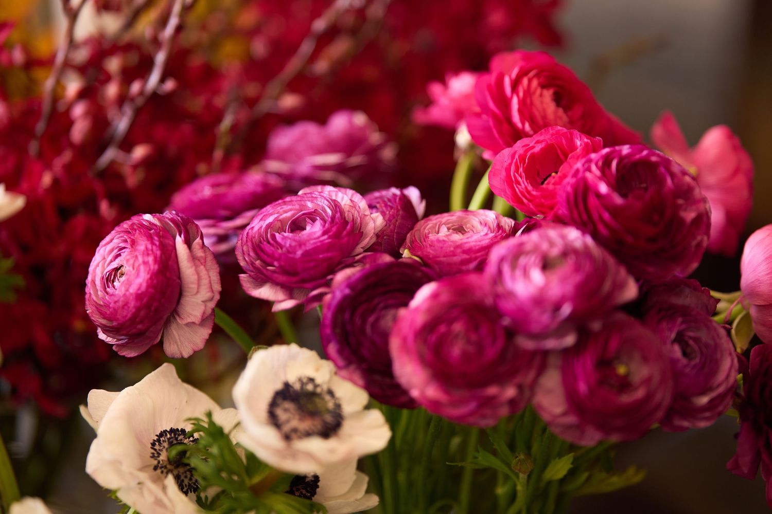 A collection of vibrant pink and purple ranunculus flowers with delicate white anemones arranged in a natural garden setting.
