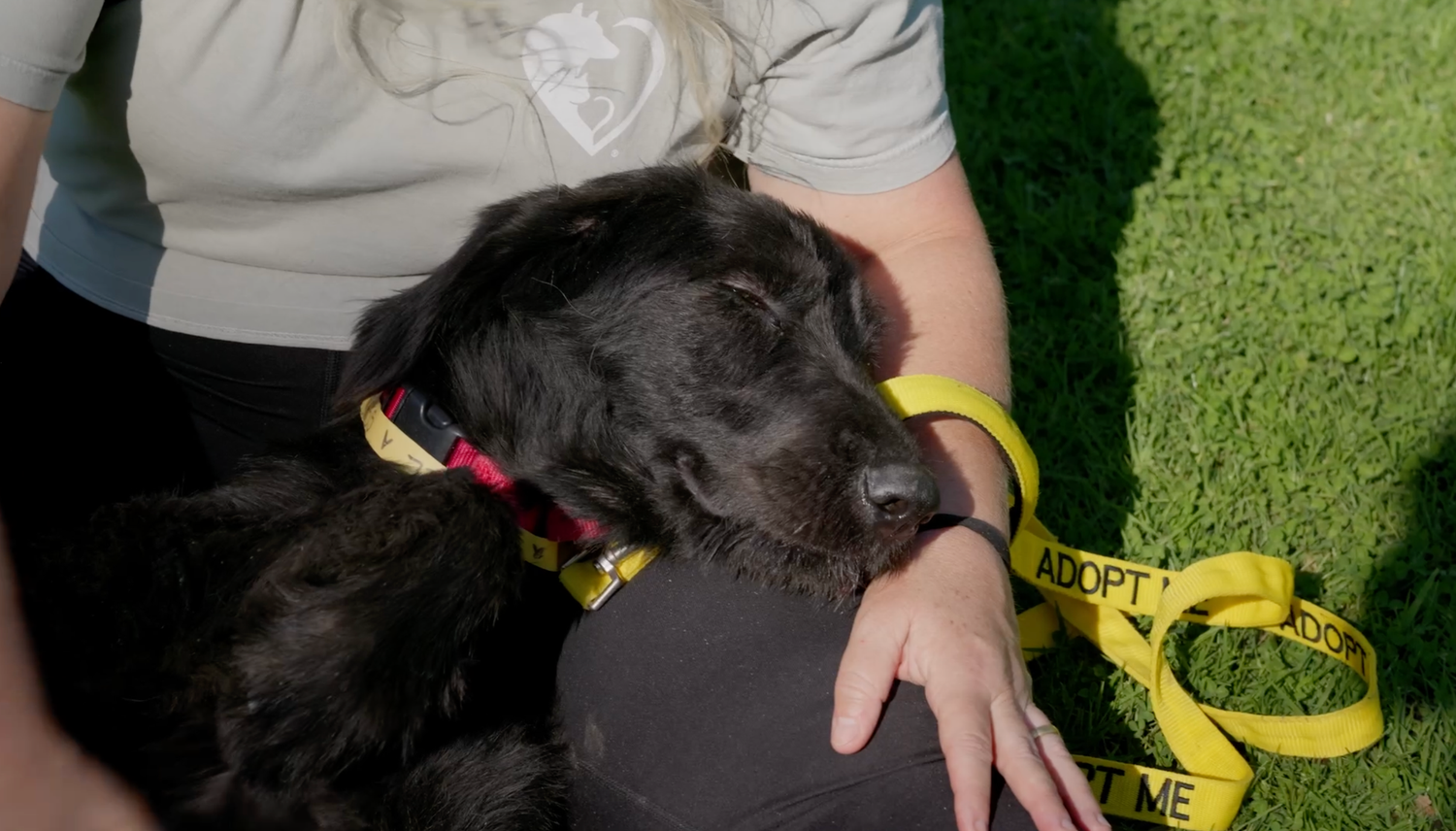 A black dog wearing a yellow measuring tape around its neck during a fitting session outdoors.