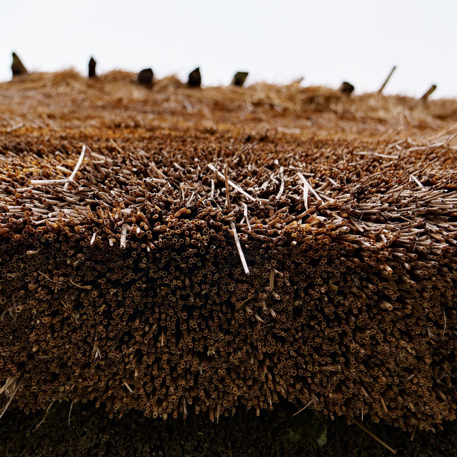 Detailed macro shot of dark soil texture with small twigs and debris.