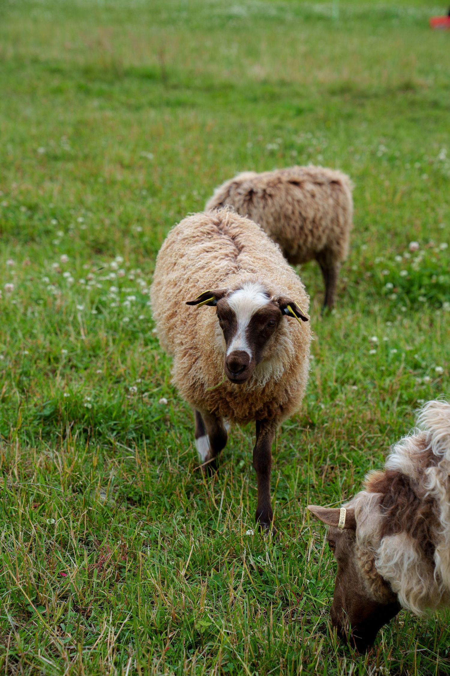 A sequence of five images showing a brown and white sheep grazing in a green grassy field with small wildflowers.