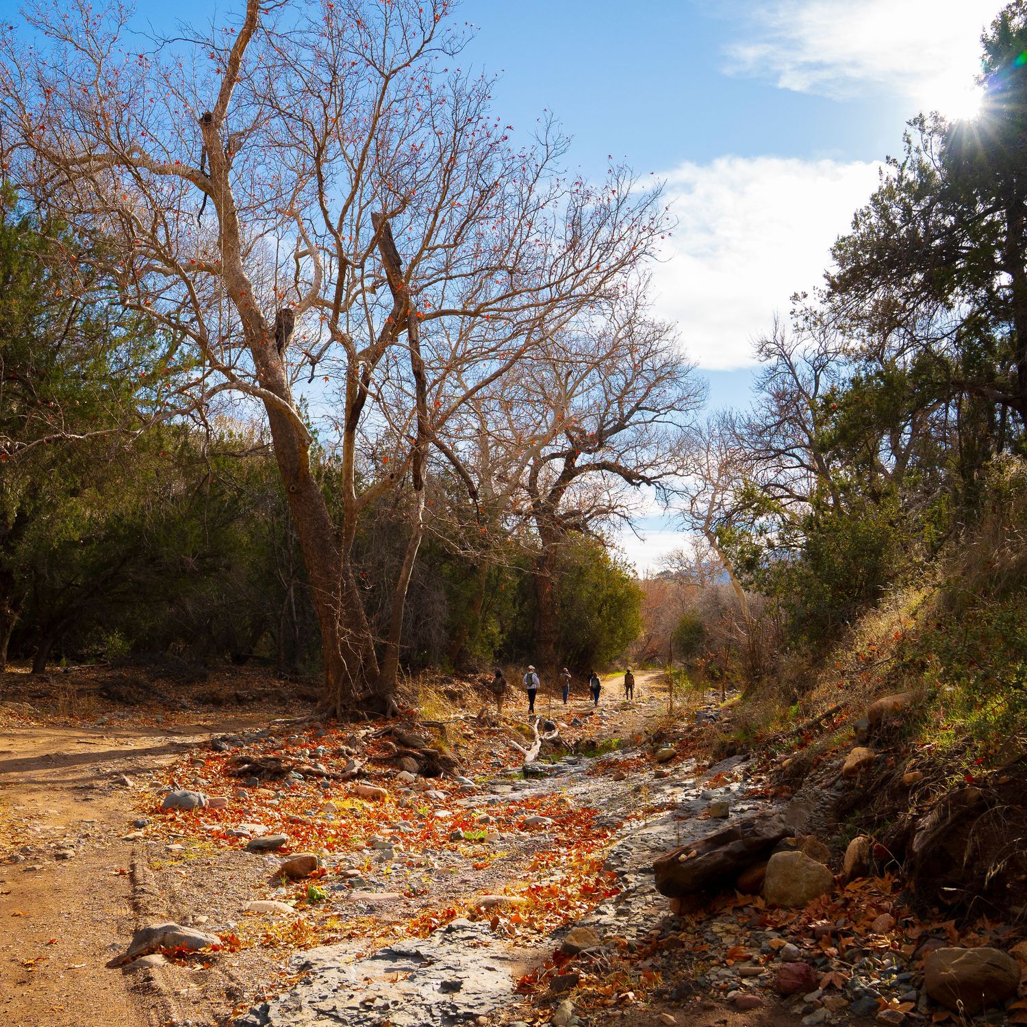 Desert trail scattered with fallen leaves and debris among bare trees.