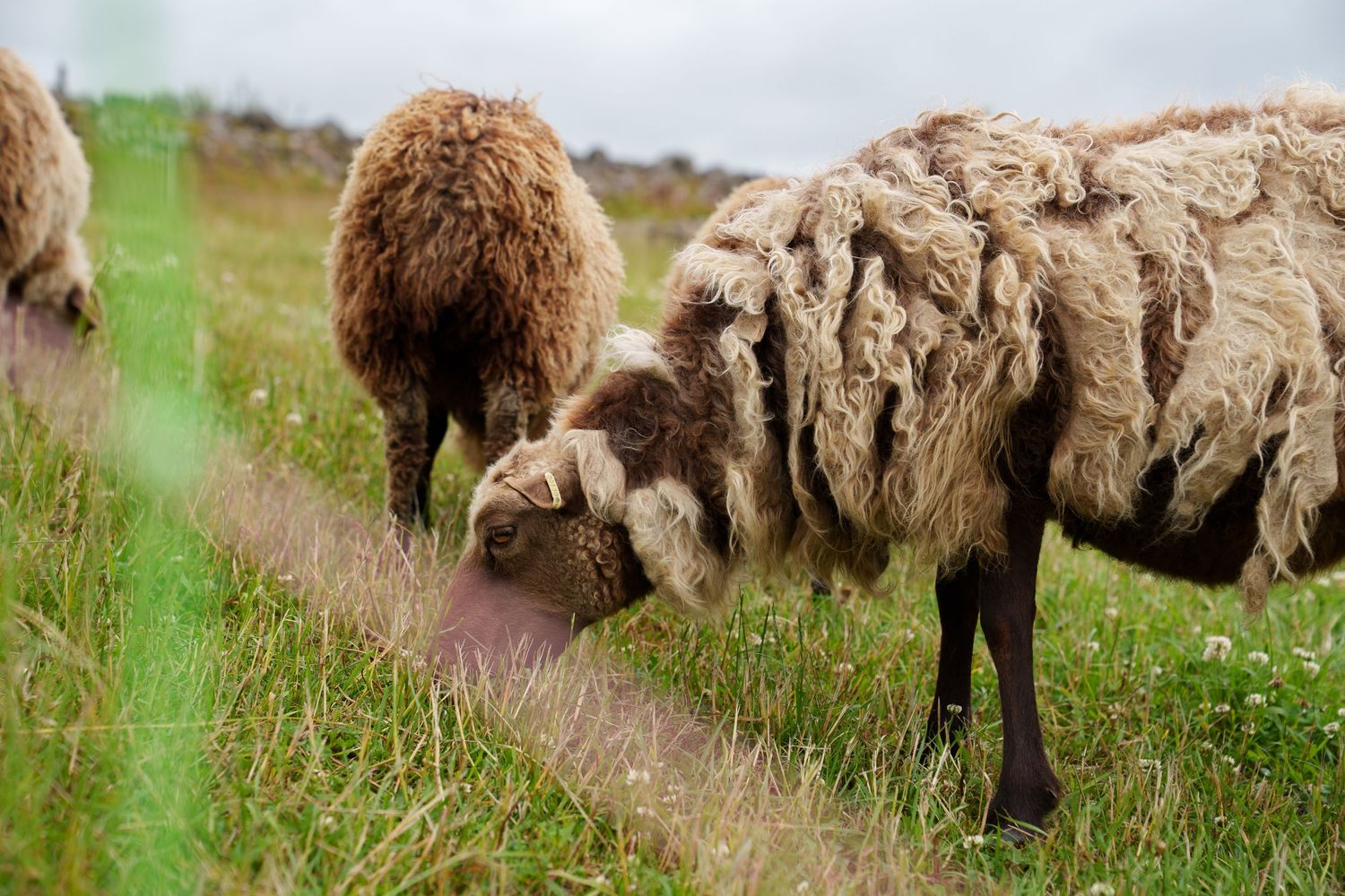 Flock of fluffy sheep grazing together in a green pasture.