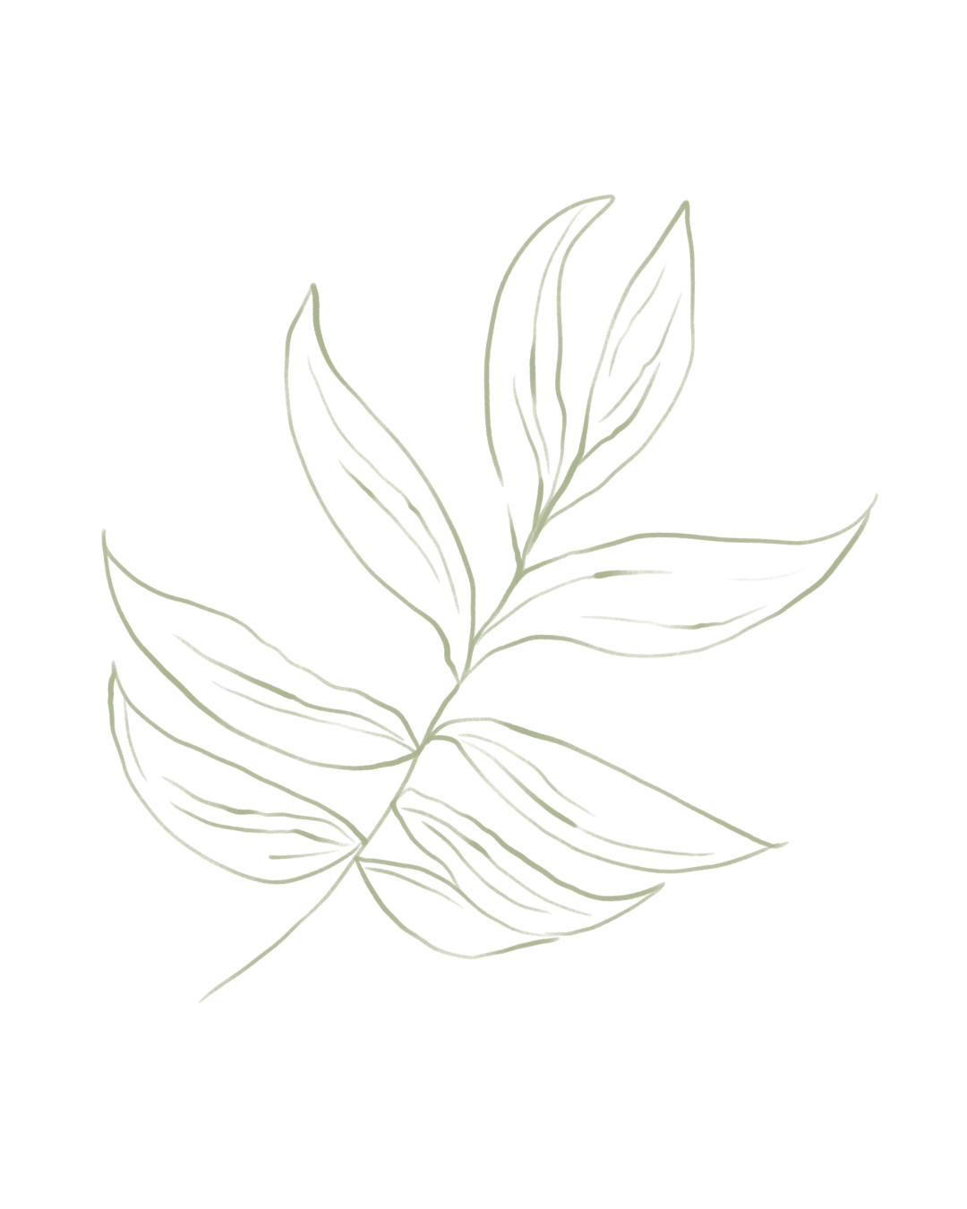 Delicate minimalist line drawing of a leafy botanical branch with slender veined leaves in soft sage green on a white background.