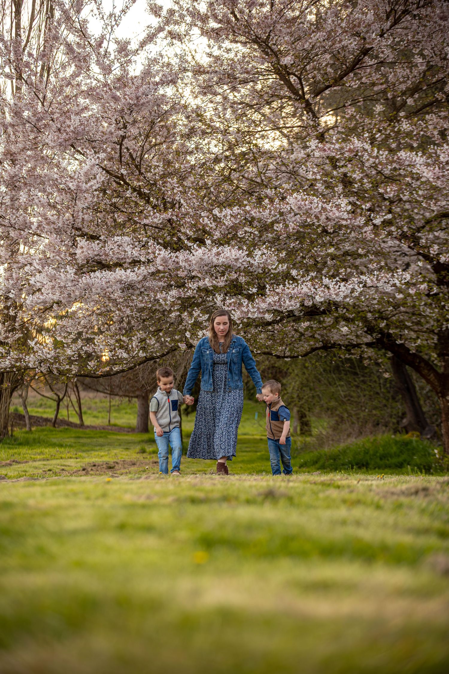 Mother walking hand in hand with two young boys under stunning pink cherry blossom trees in spring.