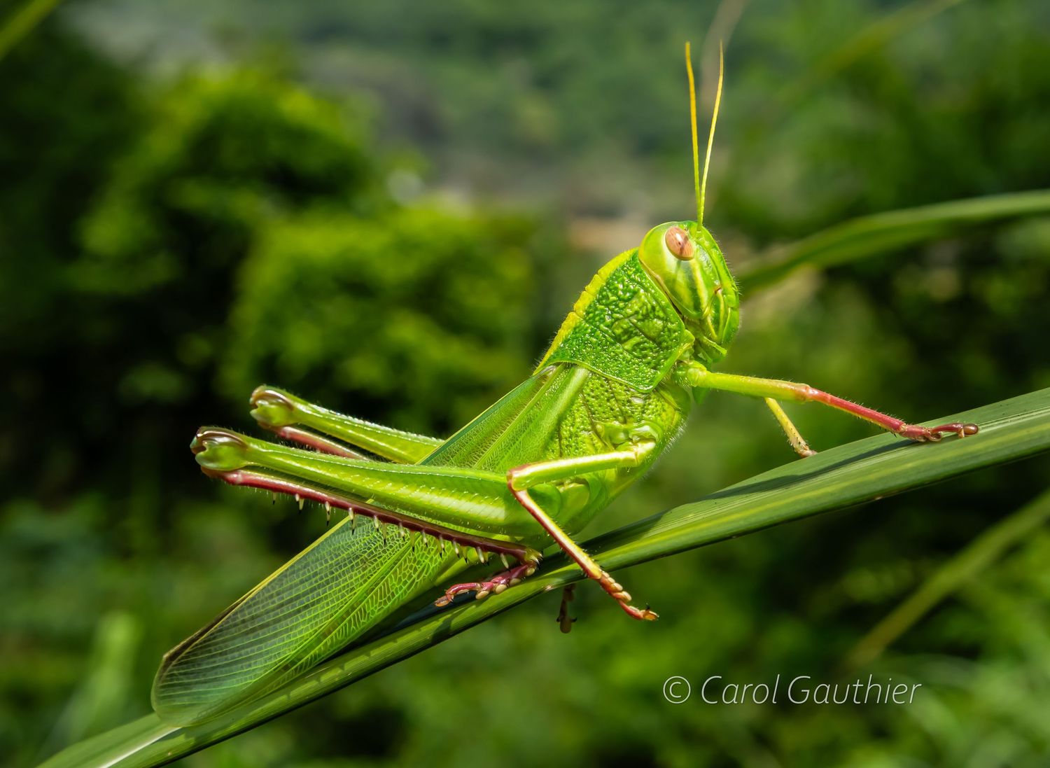 Large Green Grasshopper (Chondracris rosea)